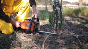 Best Tree Maintenance Programs  in Hopewell, VA