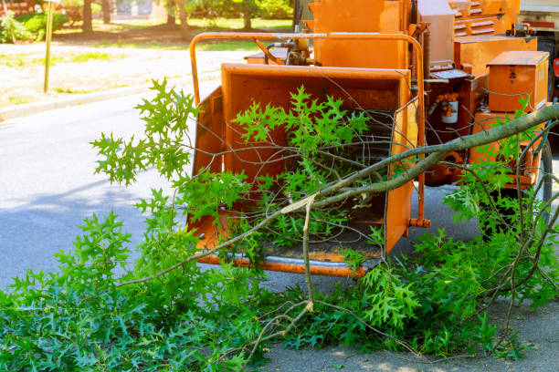 Best Tree Disease Treatment  in Hopewell, VA