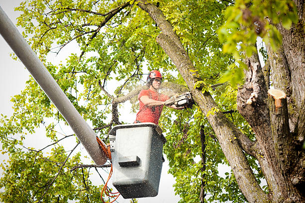 How Our Tree Care Process Works  in  Hopewell, VA